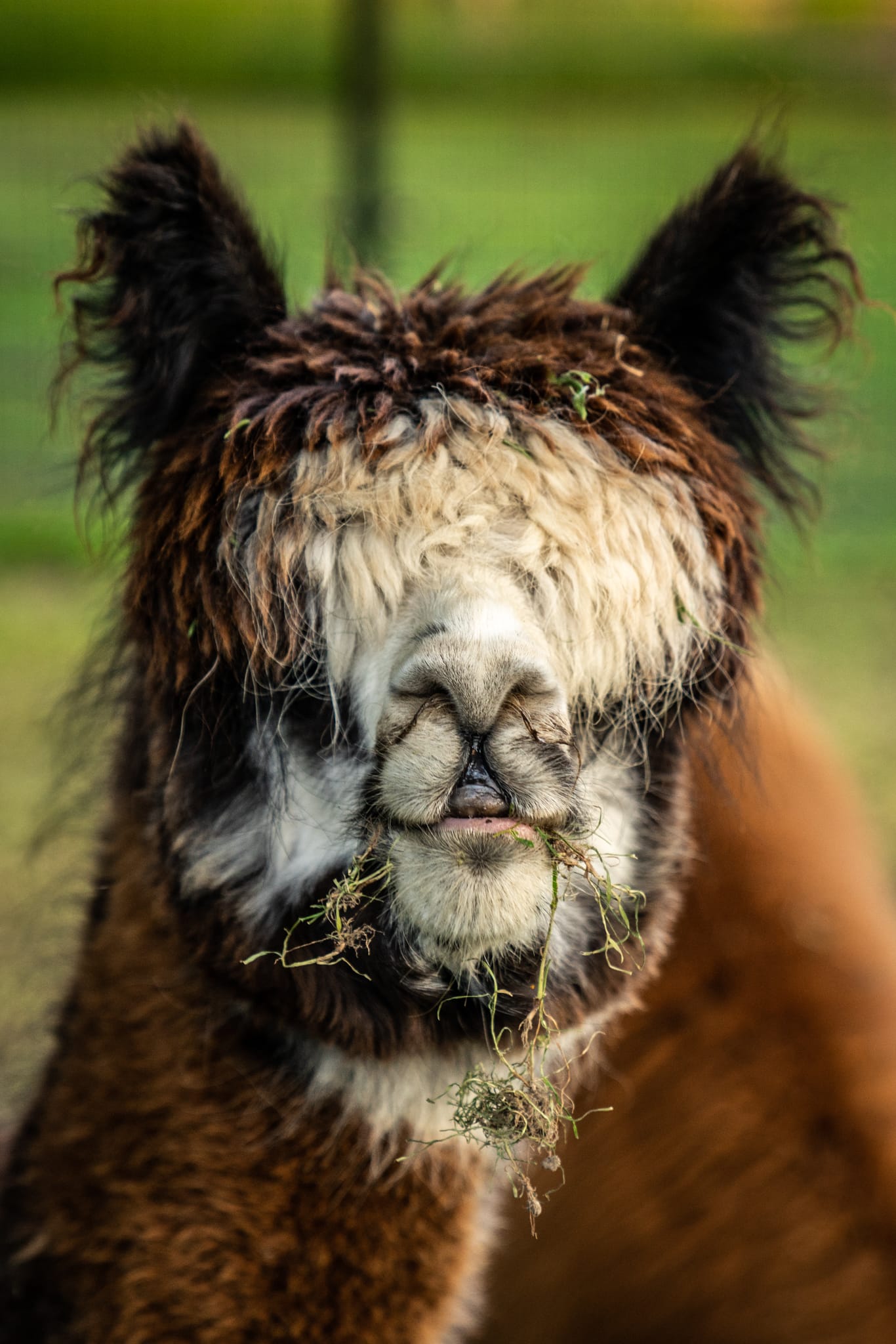 Lama